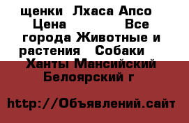 щенки  Лхаса Апсо › Цена ­ 20 000 - Все города Животные и растения » Собаки   . Ханты-Мансийский,Белоярский г.